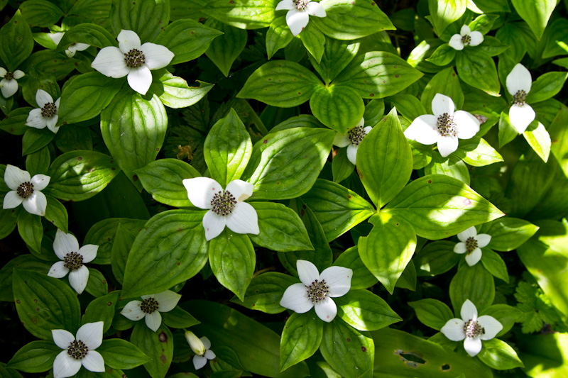 Bunchberry Blossoms